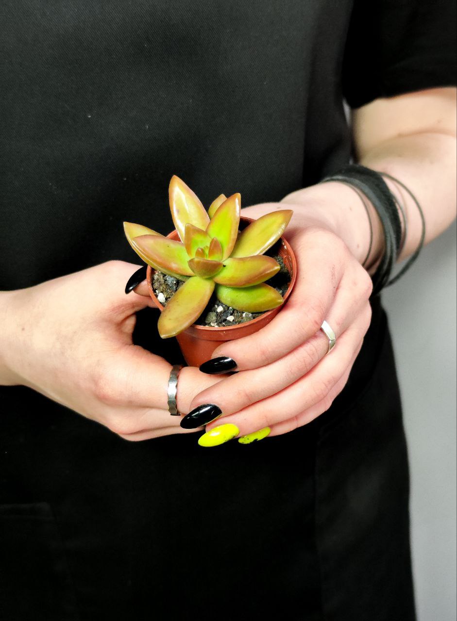 Седум Нуссбаумера (Sedum Nussbaumerianum) D5см