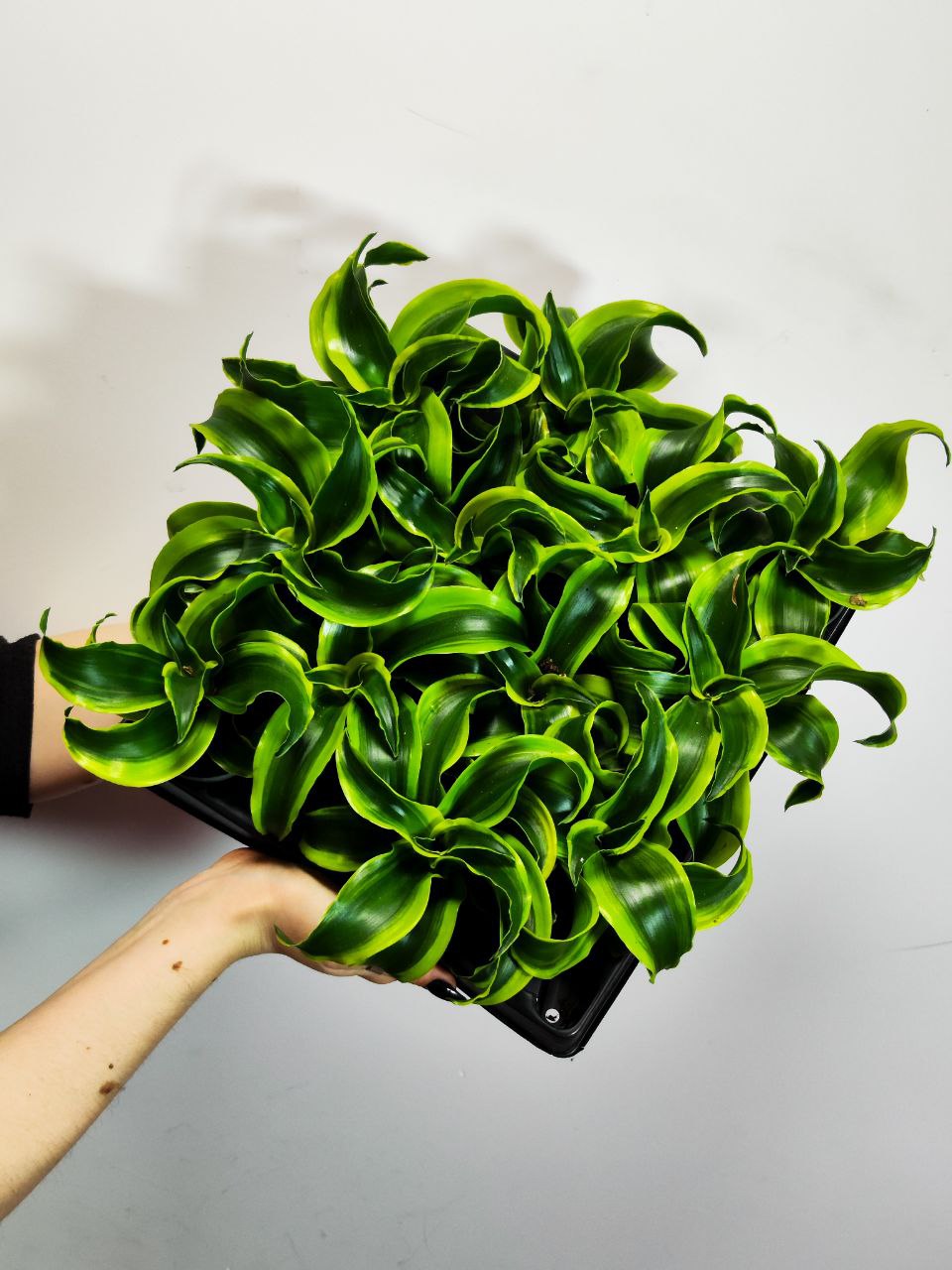 Драцена Фрагранс Торнадо (Dracaena Fragrans Tornado) D6см