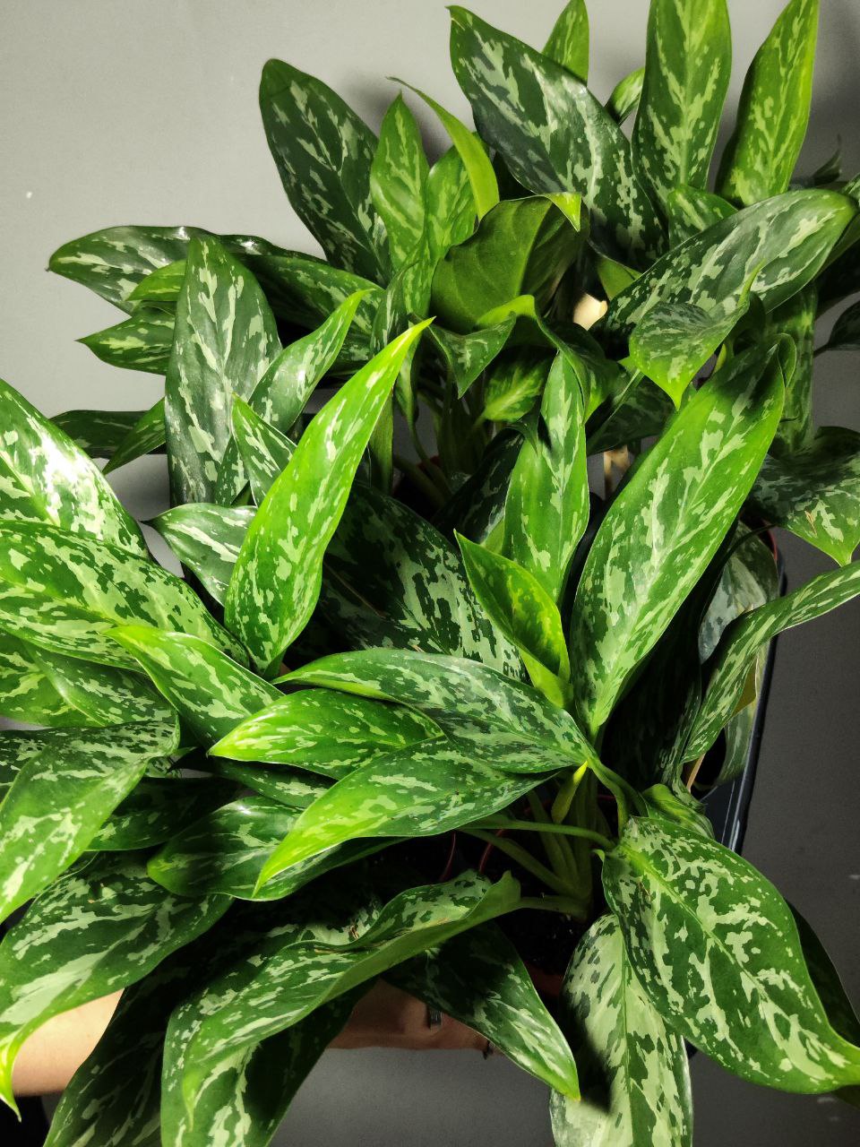Аглаонема Сильвер Сплэш (Aglaonema Silver Splash) D12см