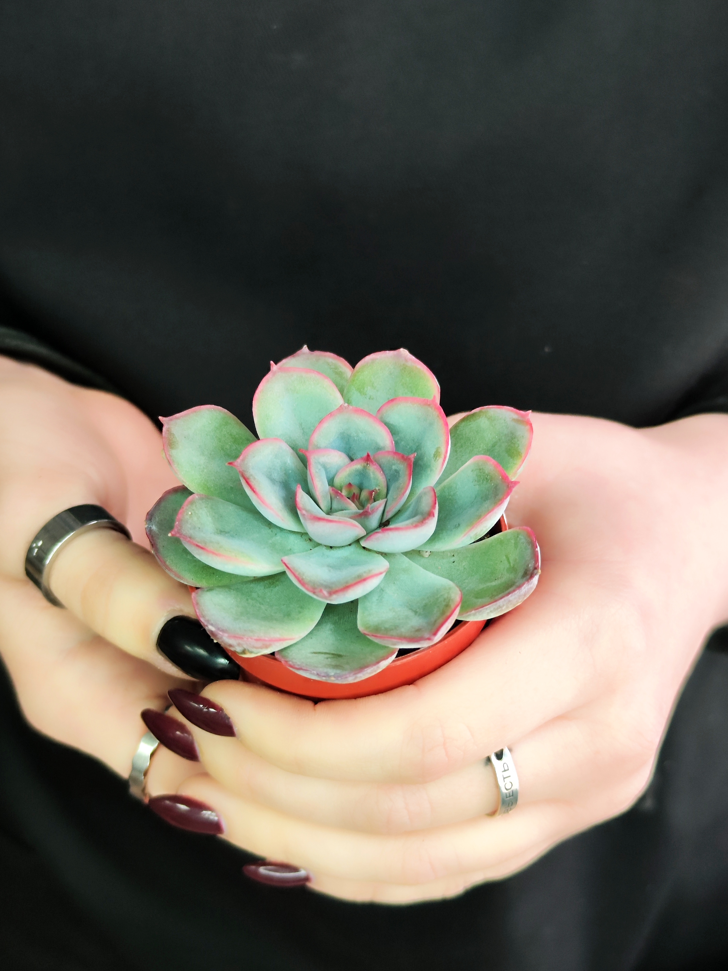 Эхеверия Мистери (Echeveria Mystery) D5см