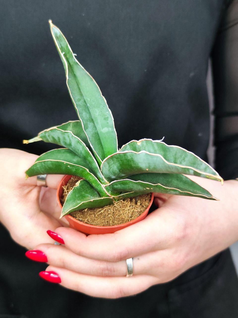 Сансевиерия Робуста (Sansevieria Robusta) D6см
