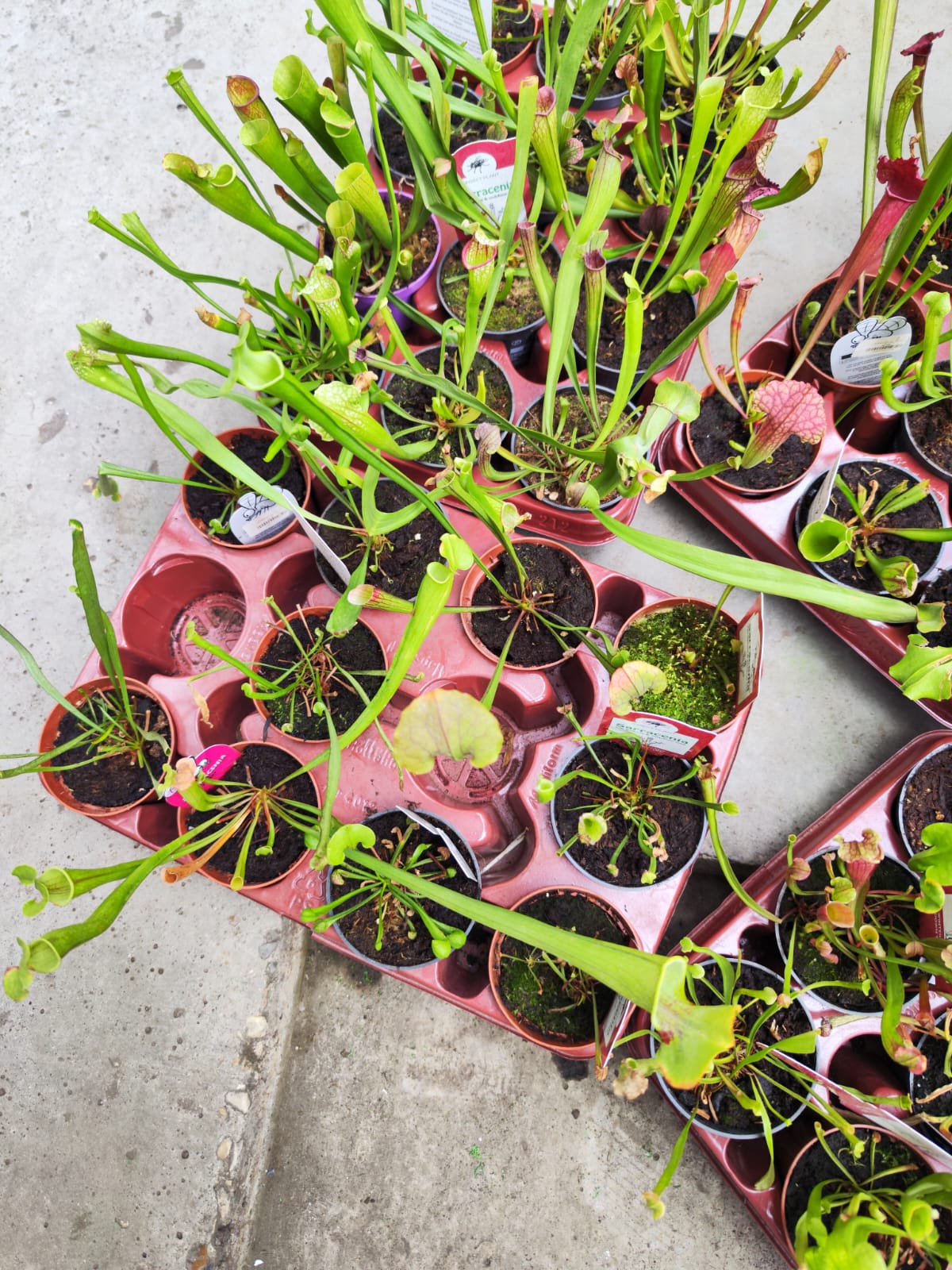 Саррацения микс уцен. (Sarracenia mix) D9см
