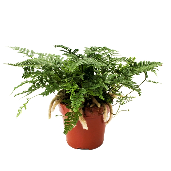 Даваллия Фиджийская (Davallia Fijiensis) D12см