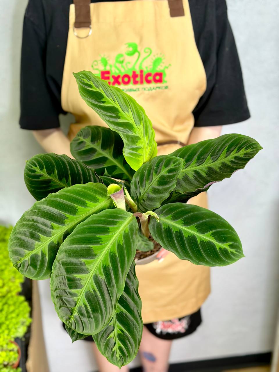 Калатея Варшевича (Calathea Warscewiczii) D12см