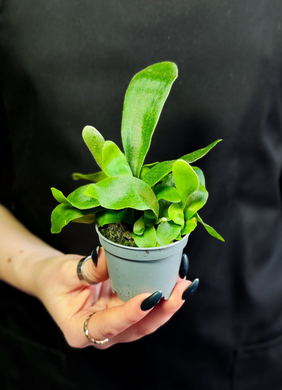 Платицериум Оленерогий, или Дваждывильчатый (Platycerium Bifurcatum) D6см