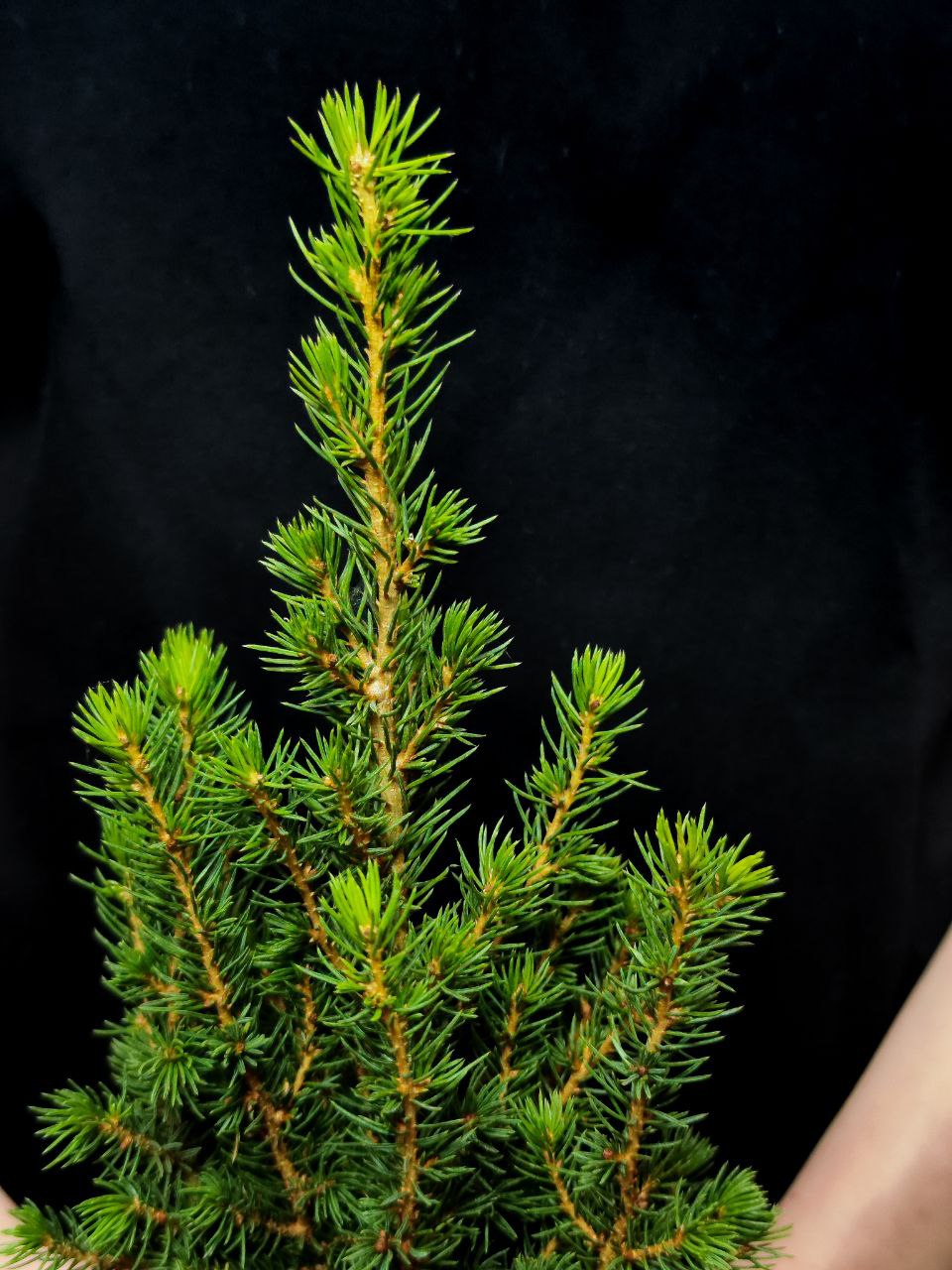 Ель Глаука Перфекта (Picea Glauca Perfecta) D9см, живая елка в горшке