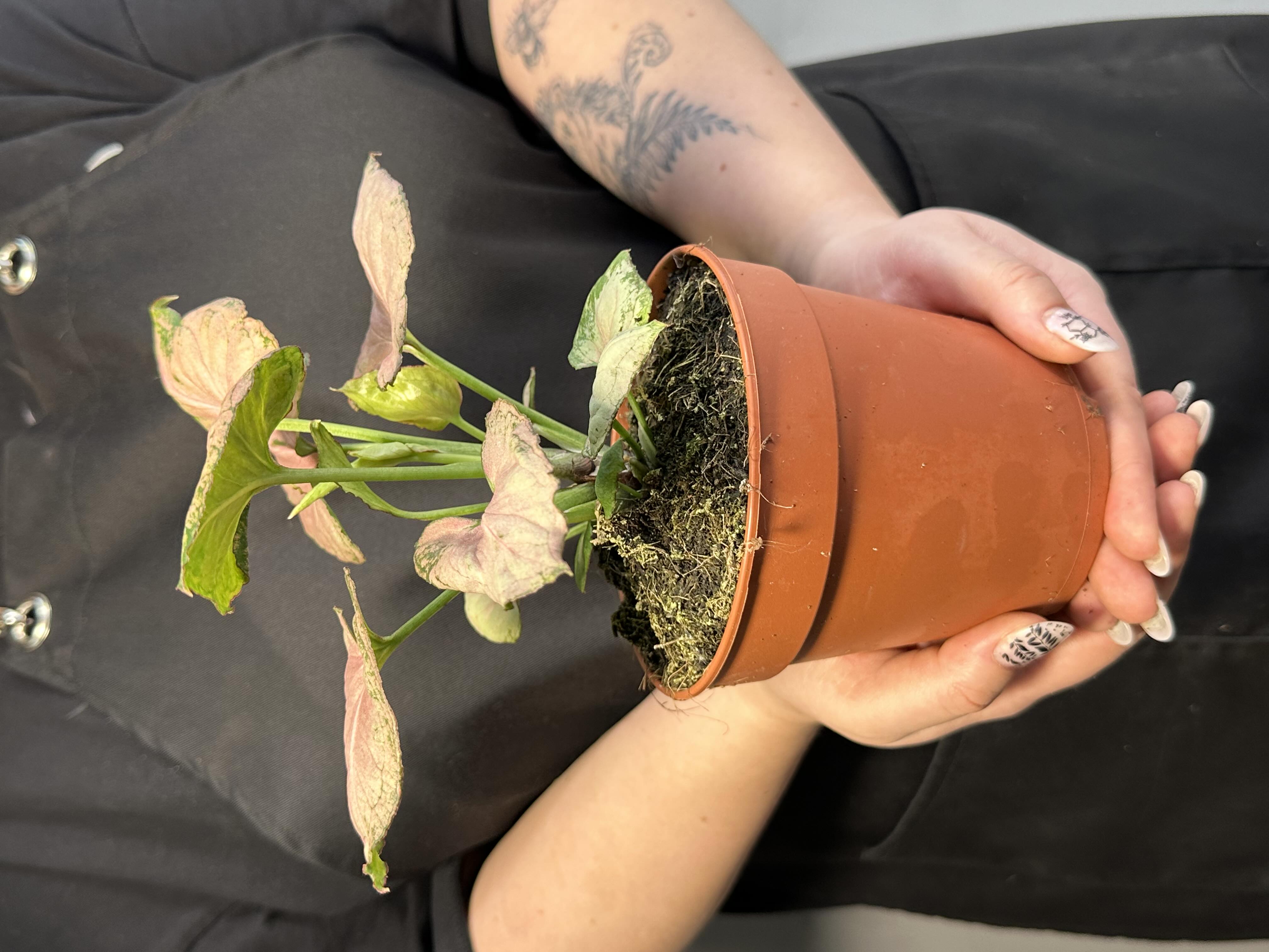 Сингониум Конфетти Милк (Syngonium Milk Konfetti) D12см