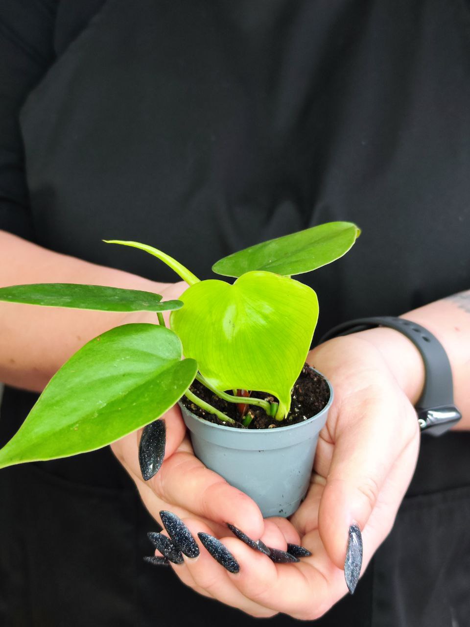 Филодендрон Сканденс Зеленый (Philodendron Scandens Green) D6см