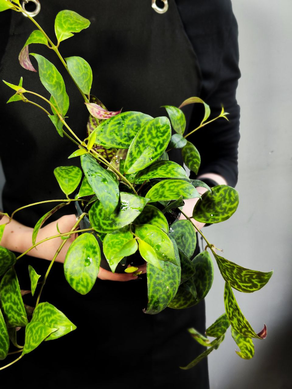 Эсхинантус Марморатус (Aeschynanthus Marmoratus) D12см