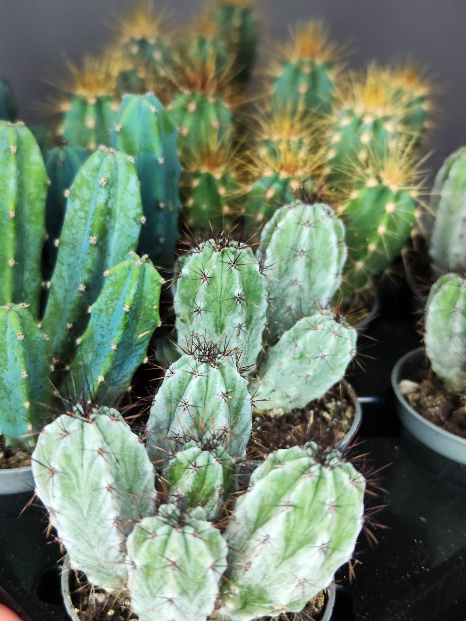 Кактус удлиненный (Cactus mix) D5см