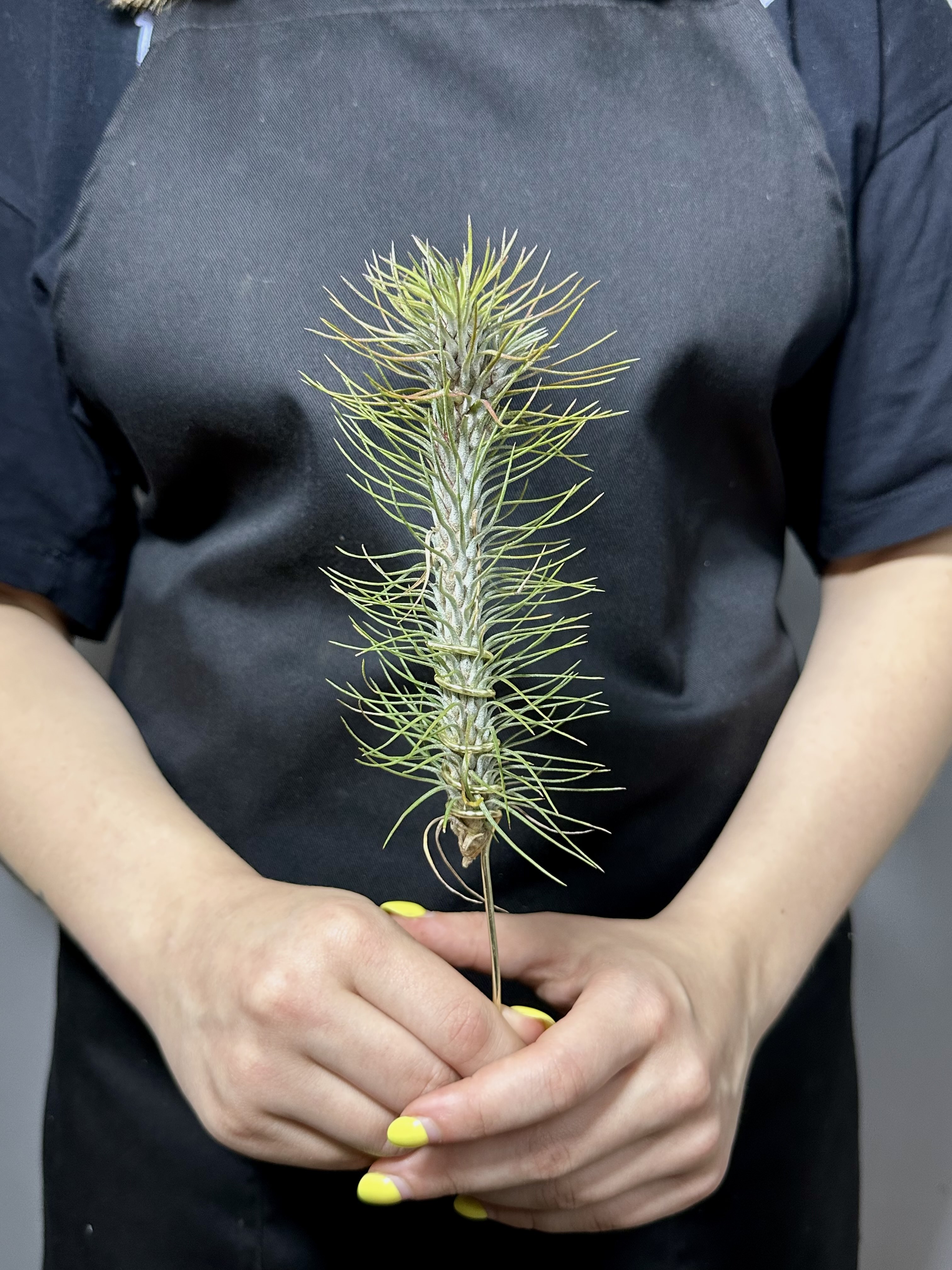 Тилландсия Фанкиана Крейзи Лав (Tillandsia Funckiana Crazy Love)