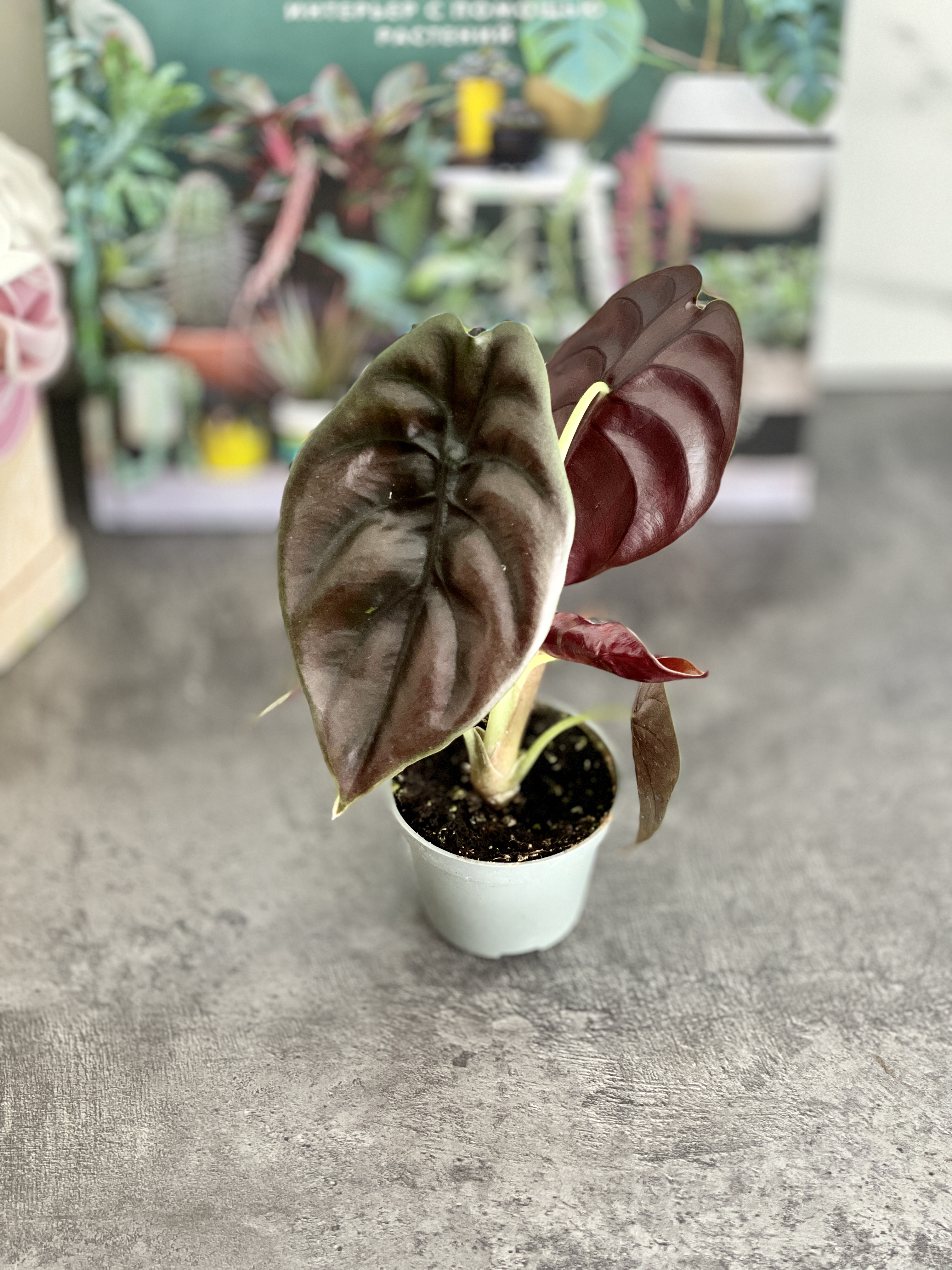Алоказия Купера Ред Секрет, Купрея (Alocasia Cupera Red Secret) D6см