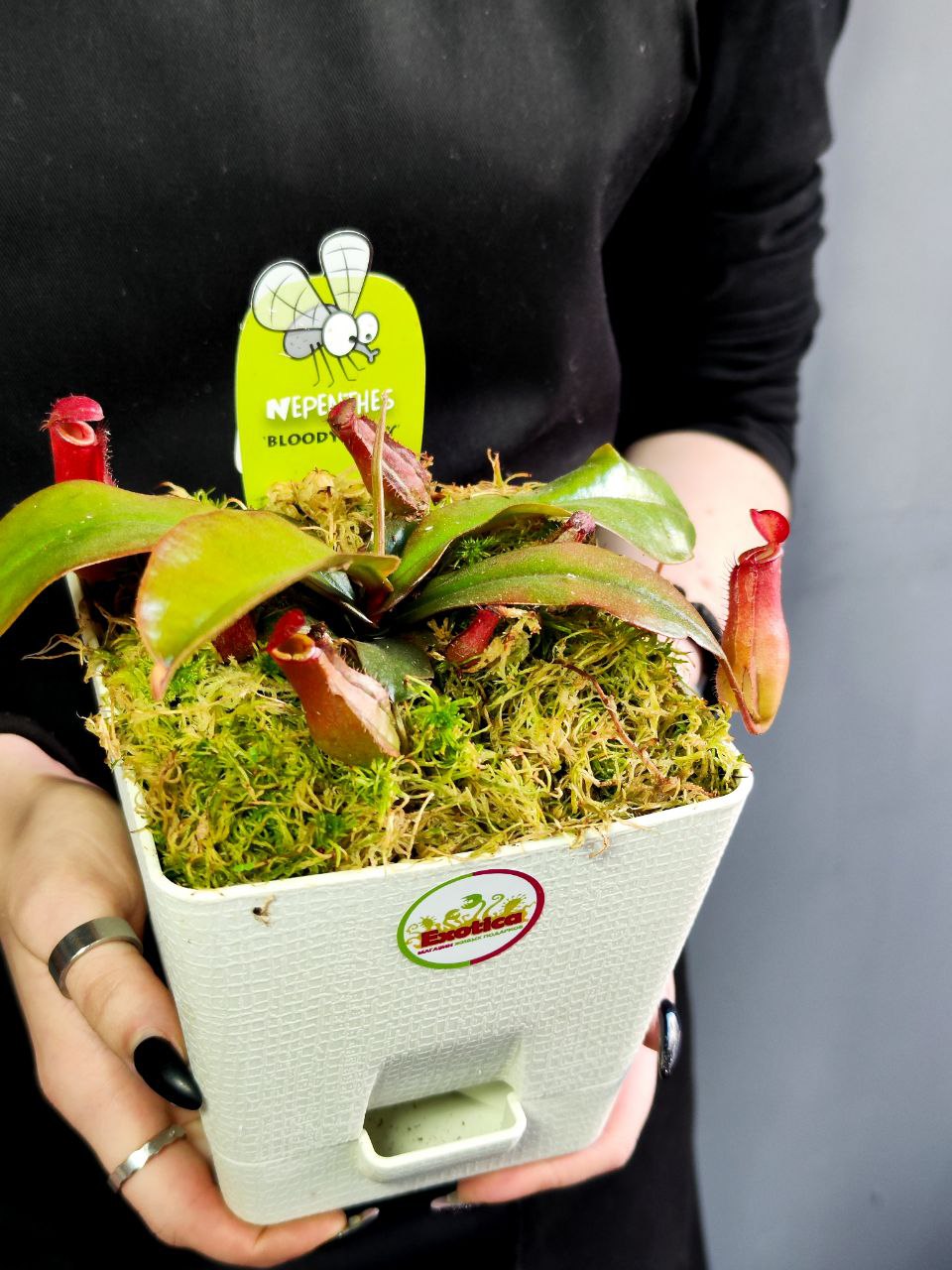Непентес Кровавая Мэри (Nepenthes Bloody Mary) пересаженный D12см