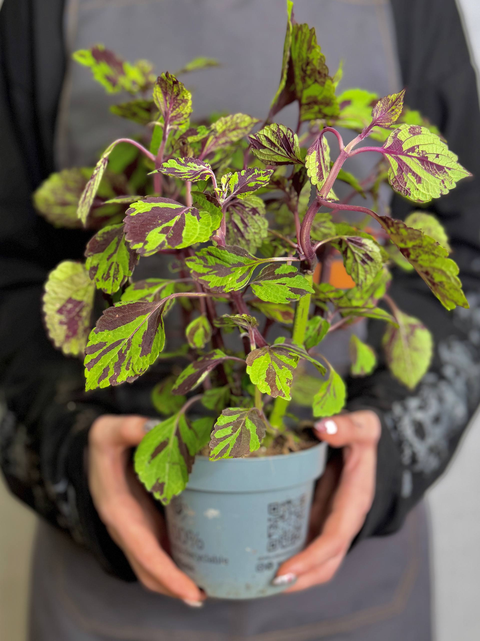 Колеус Грин Лолайт (Coleus Green Lolite) D11см