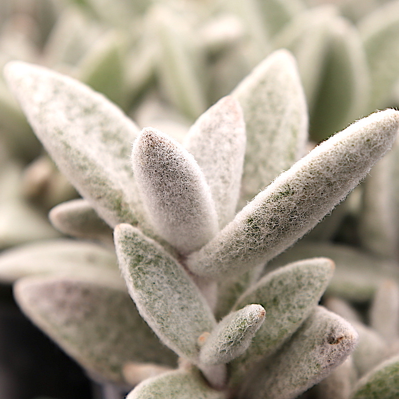 Каланхоэ Эриофилла (Kalanchoe Eriophylla) D5см
