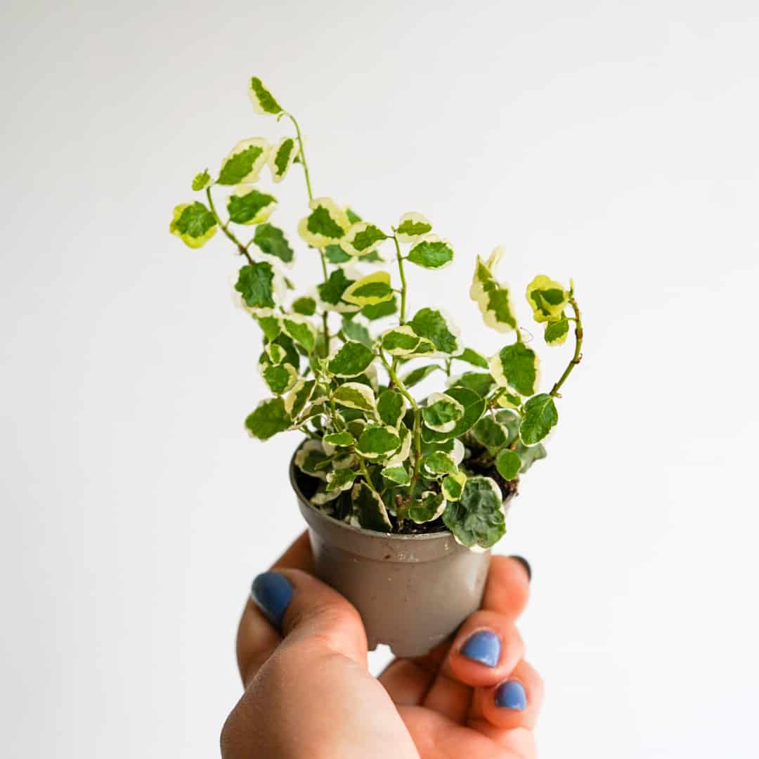 Фикус «Пумила Белла Санни» (Ficus Pumila Belle Sunny) D6см