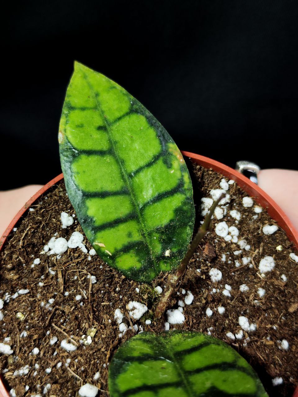Хойя Блэк Кэт (Hoya Callistophylla Black Cat) D10см