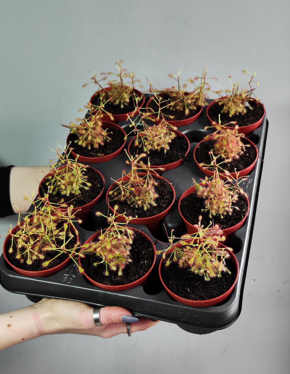 Росянка Мадагаскарская (Drosera Madagascariensis) D9см
