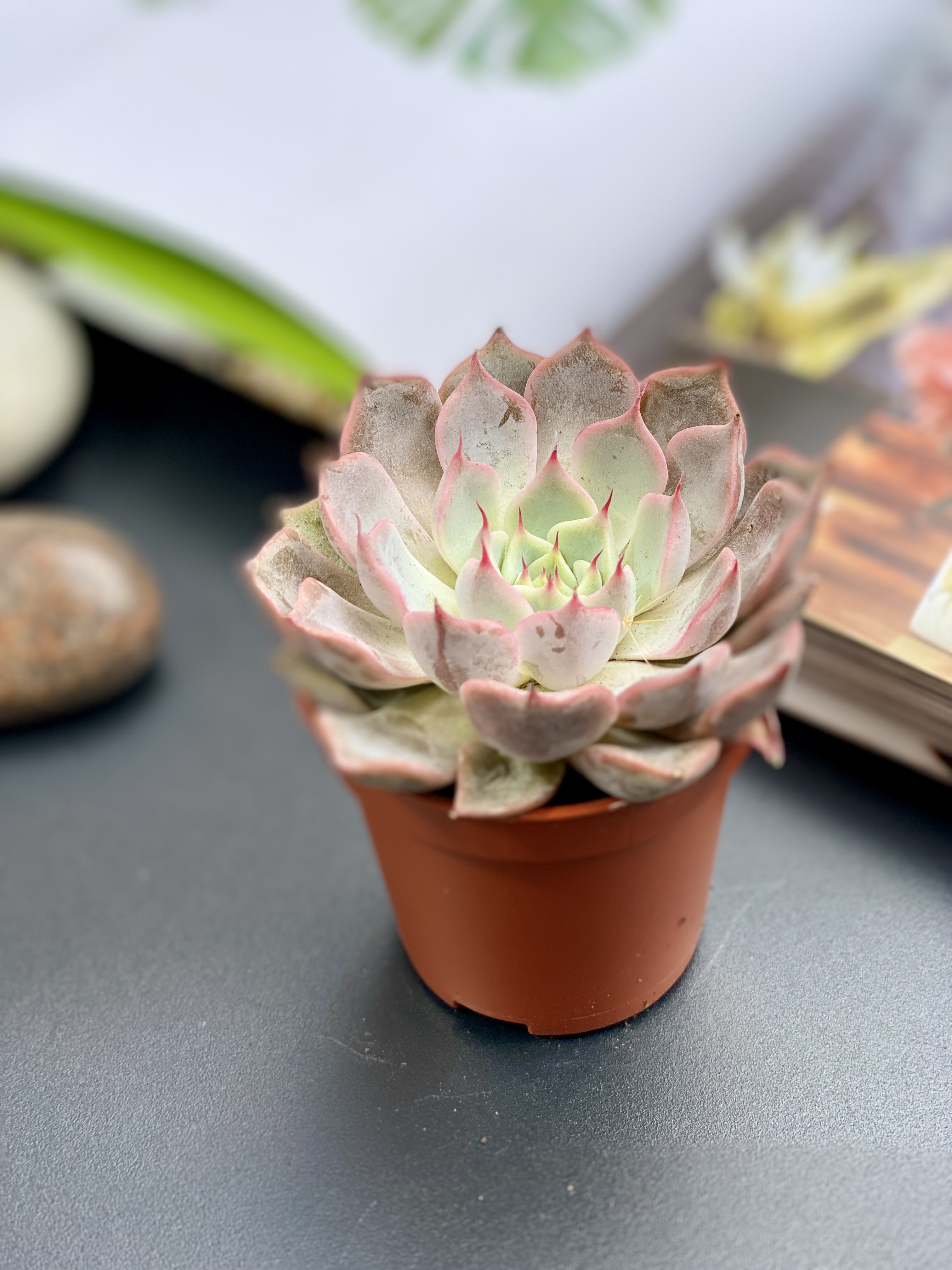 Эхеверия Розеа (Echeveria Rosea) D5см