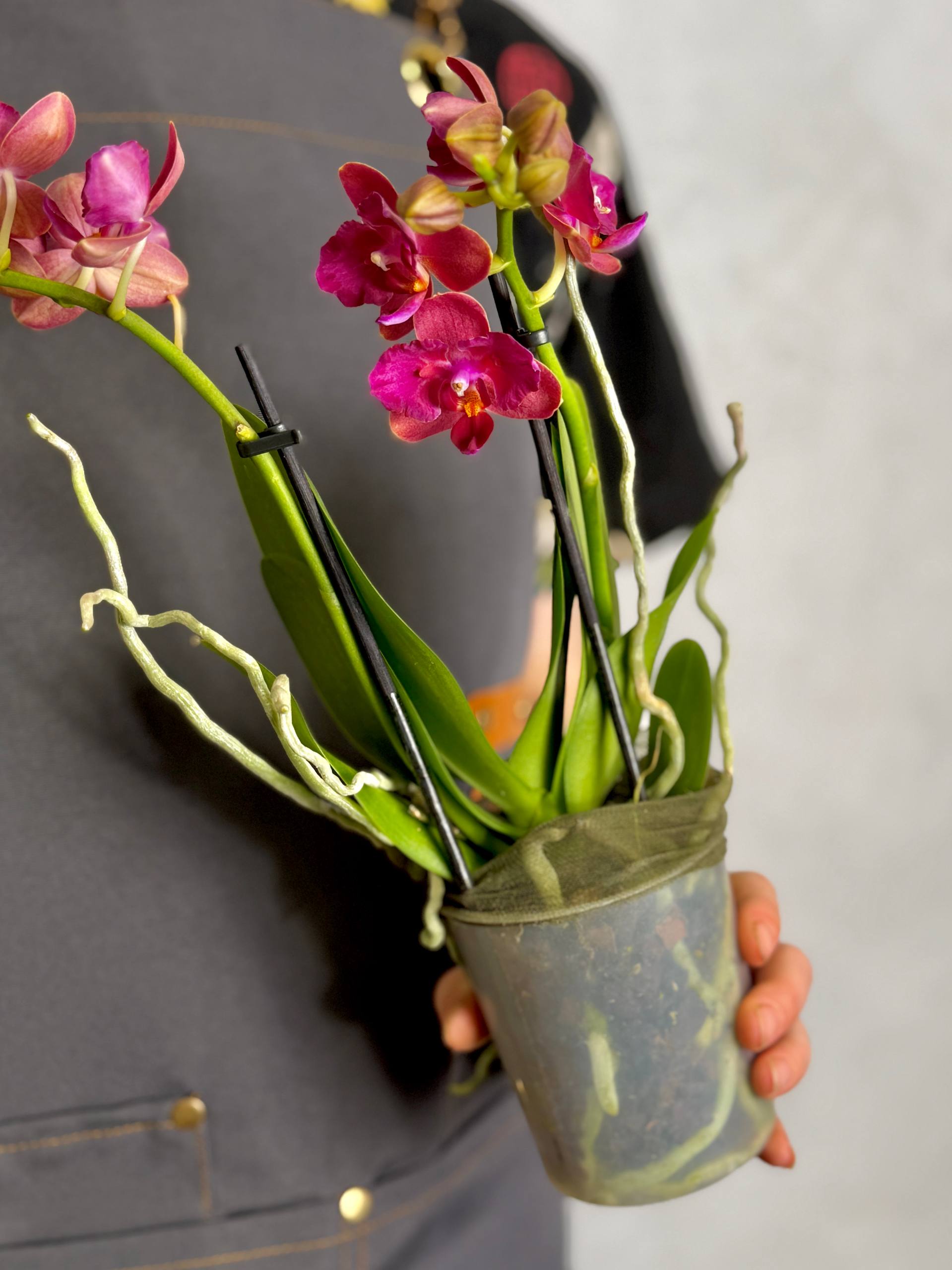 Орхидея Фаленопсис Алиса (Phalaenopsis Alice) D9см