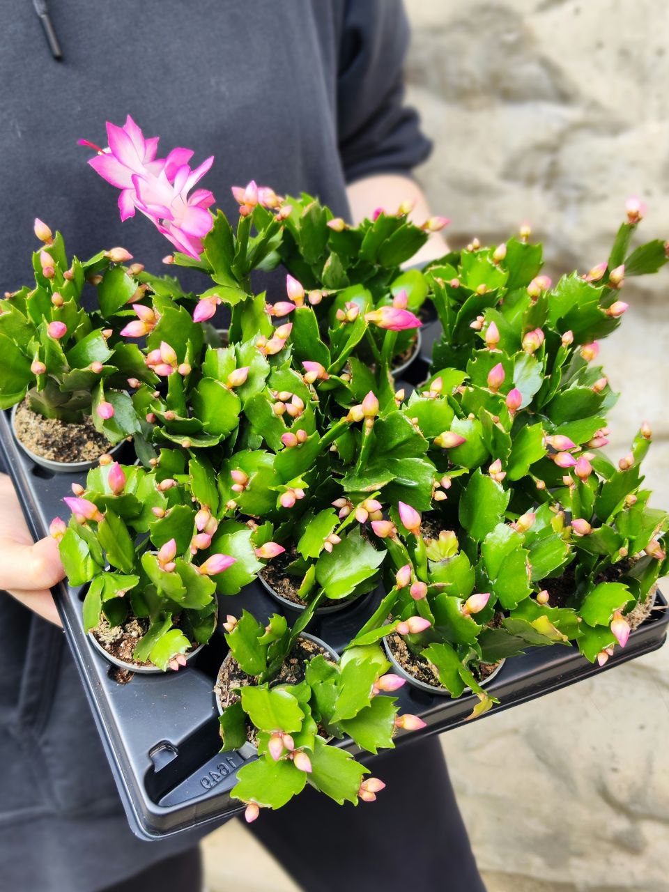 Декабрист Розовый, или Шлюмбергера (Schlumbergera Tendenza Rosa) D6см