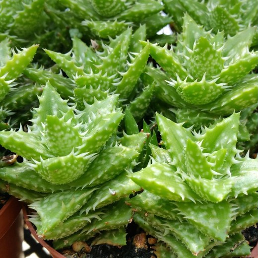 Алоэ Оттопыренное Груп (Aloe Squarrosa Group) D5см