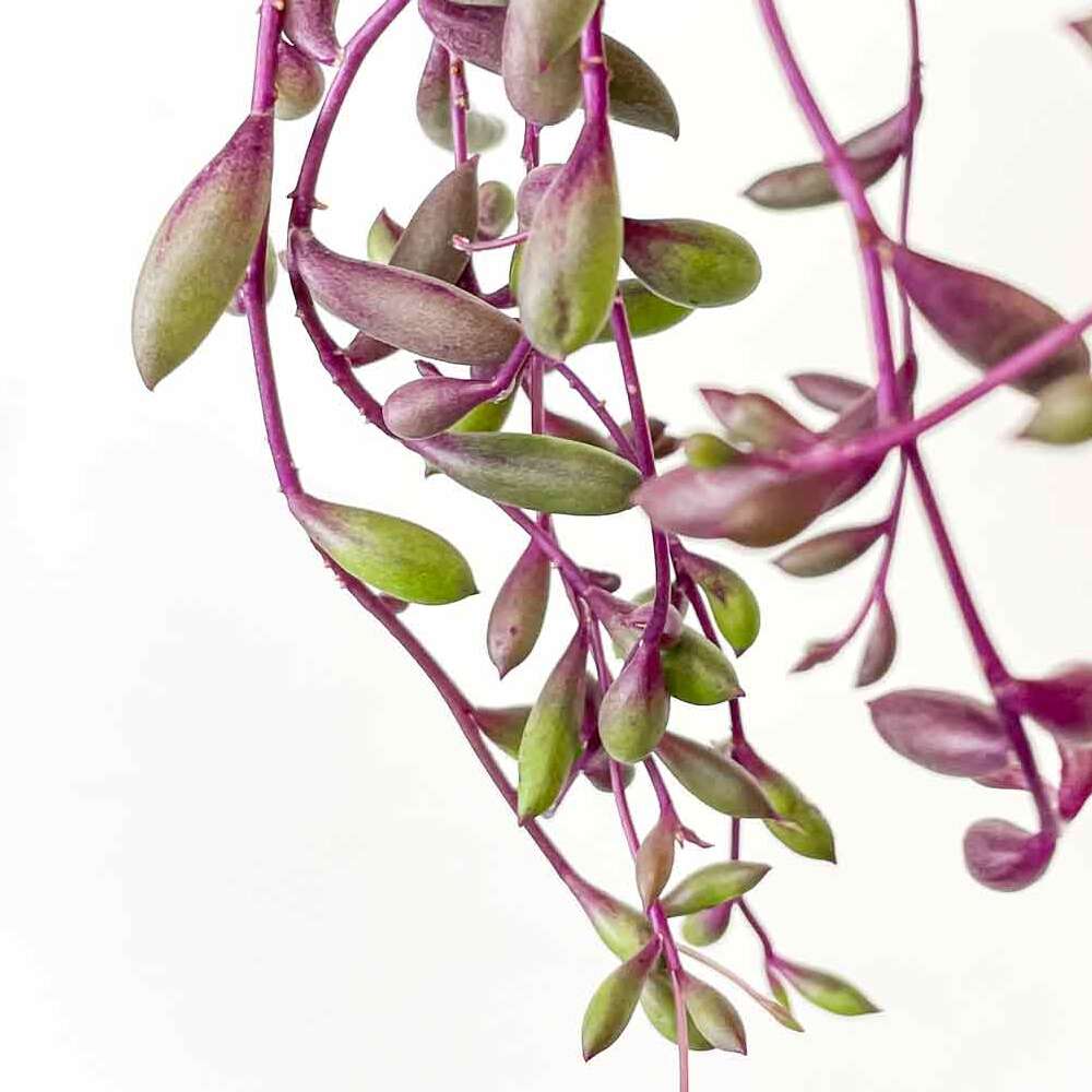 Крестовник Пурпл Флэш (Senecio Herreianus Purple Flush) D6см