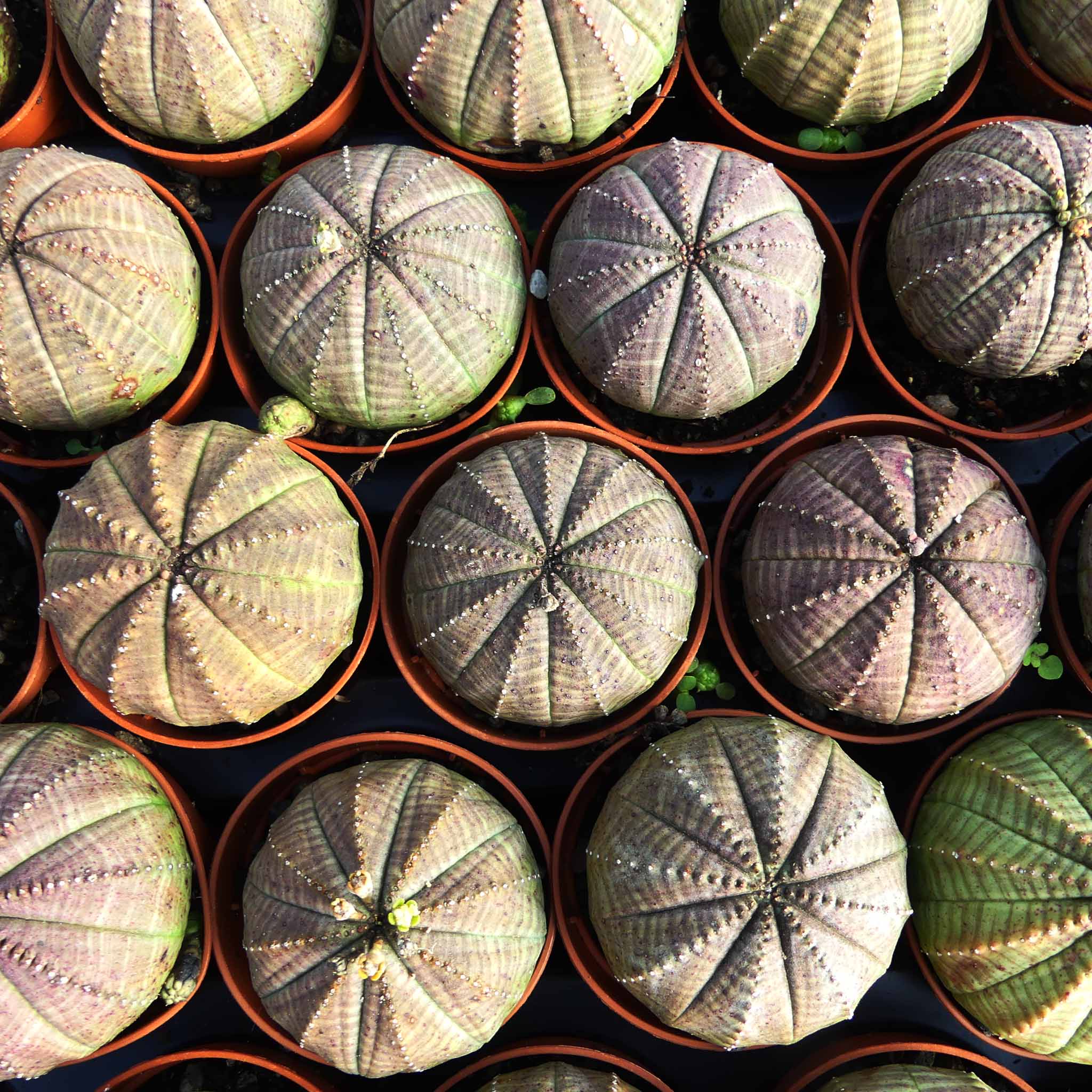 Молочай Тучный (Euphorbia Obesa) D8,5см