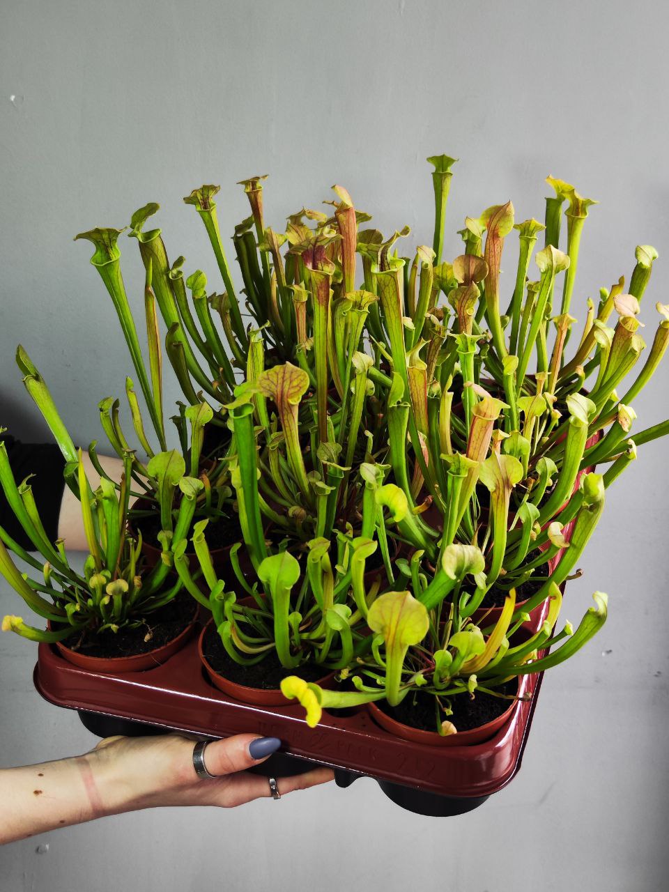 Саррацения Тиго (Sarracenia Tygo) D9см