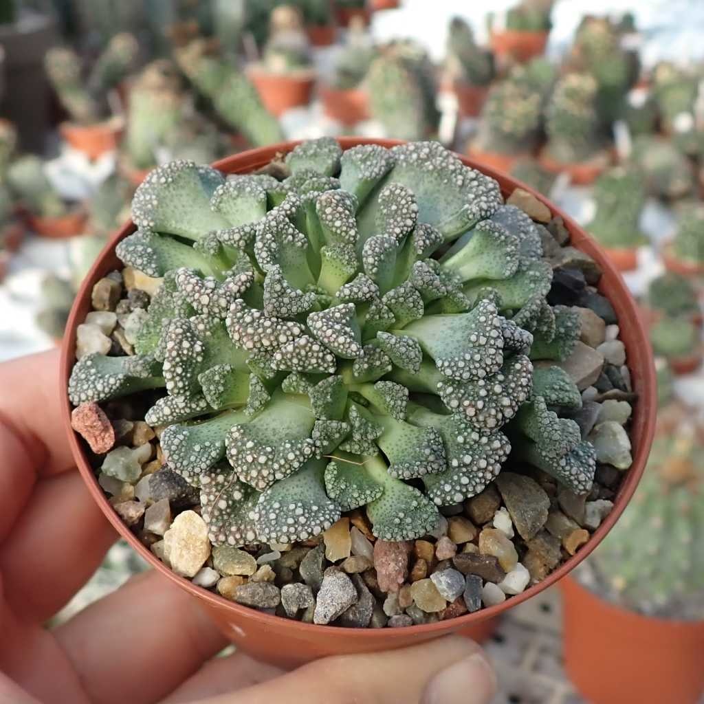 Титанопсис Калькарея (Titanopsis Calcarea) D8см