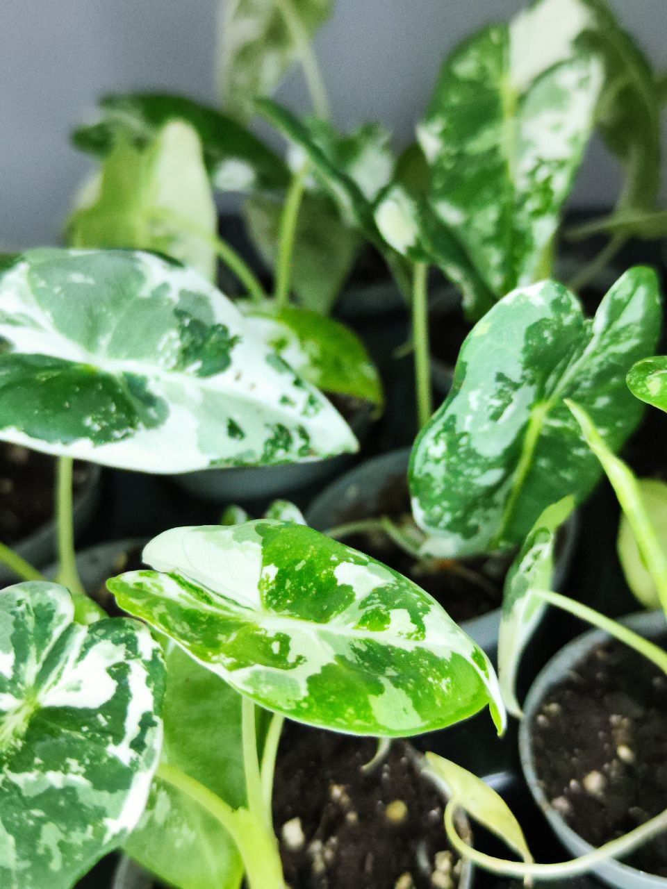 Алоказия Мишольца Фрайдек Вариегатная (Alocasia Frydek Variegata) D6см