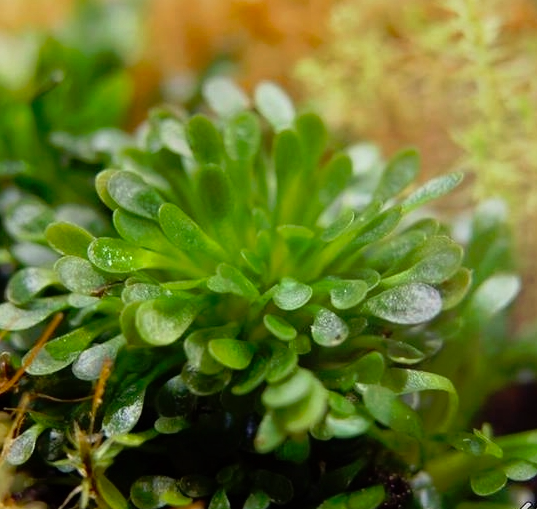 Семена Генлисеи железистой (Genlisea glandulosissima) от 10 шт