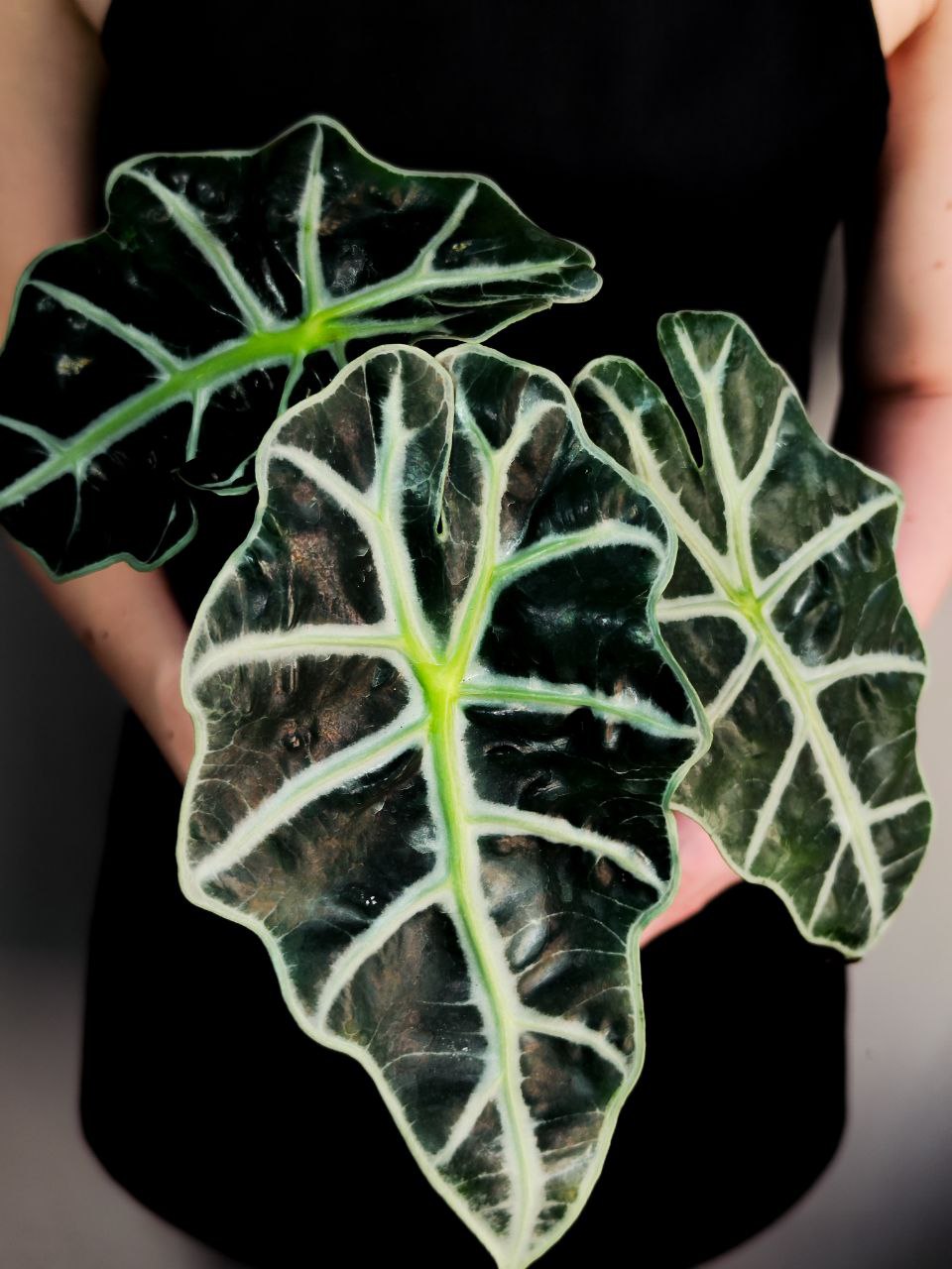 Алоказия Амазоника Дворф (Alocasia Amazonica Dwarf) D11см