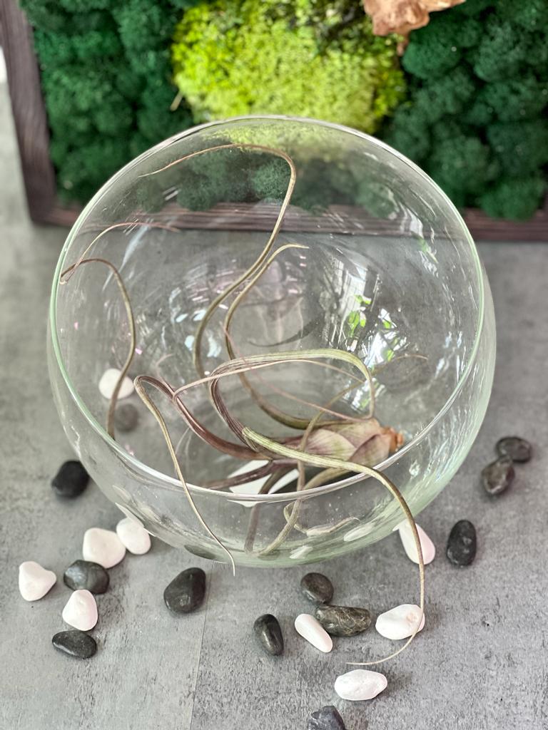 Тилландсия Псевдобалей (Tillandsia Pseudobaileyi)