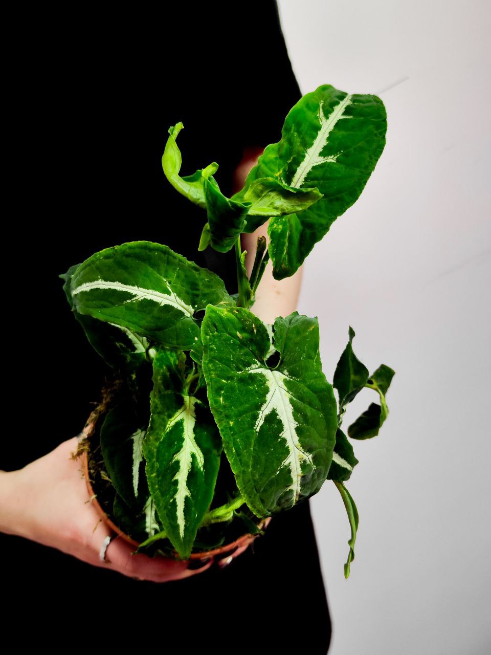 Сингониум Вендланда (Syngonium Wendlandii) D12см