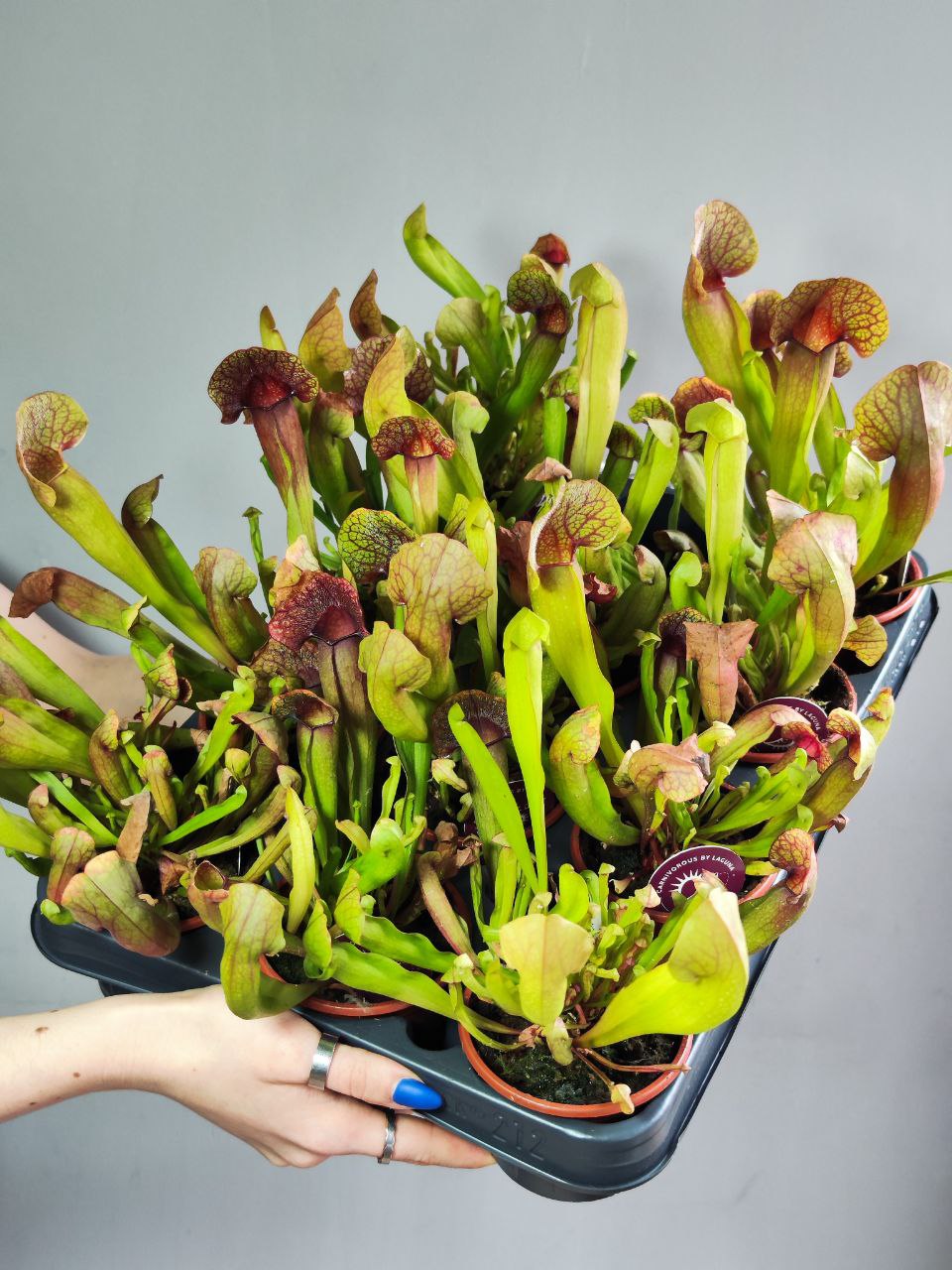 Саррацения Катесбай (Sarracenia Catesbaei) D9см
