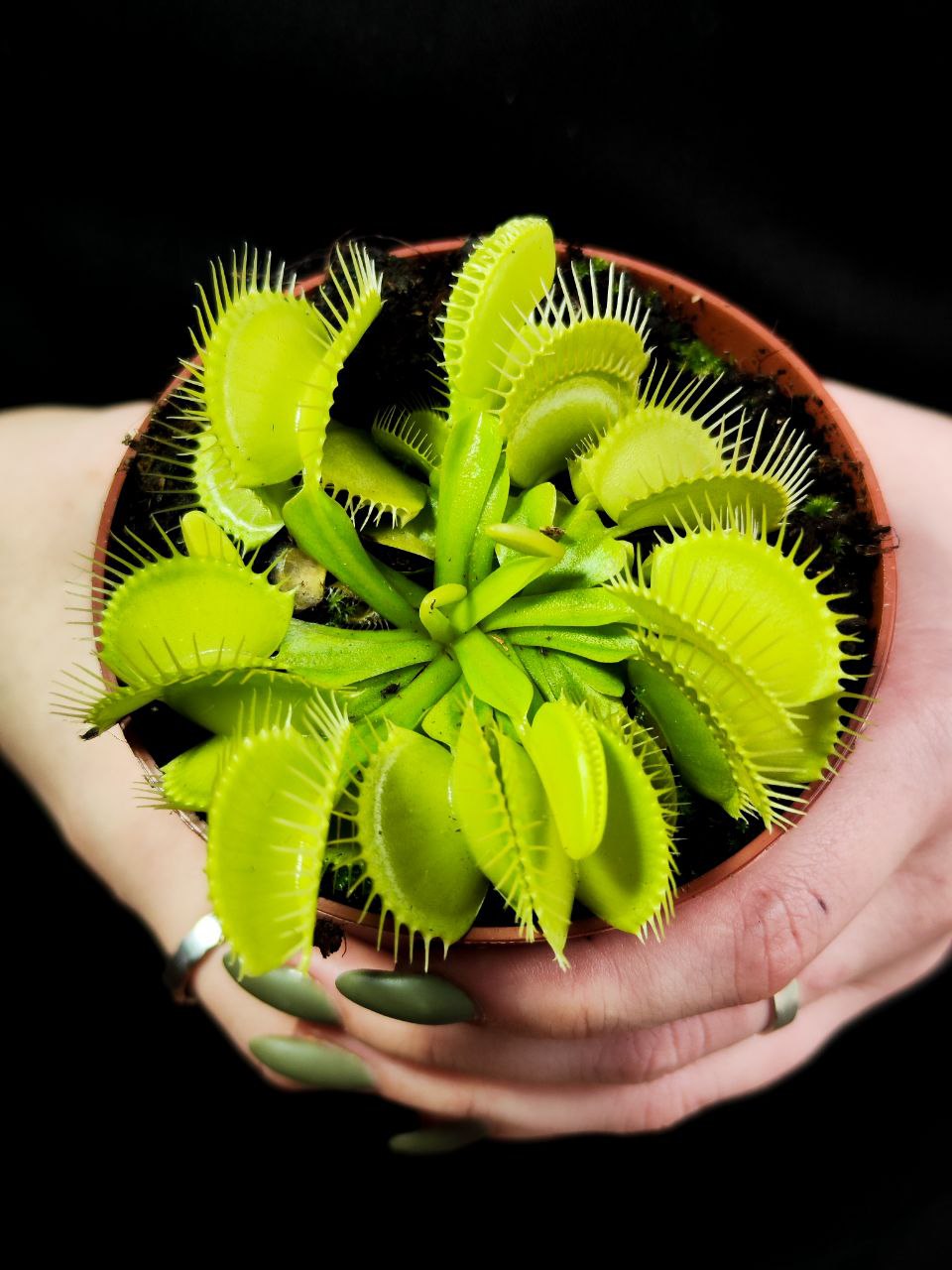 Венерина Мухоловка, или Дионея Мушипула Крок (Dionaea Muscipula Croc) D9см