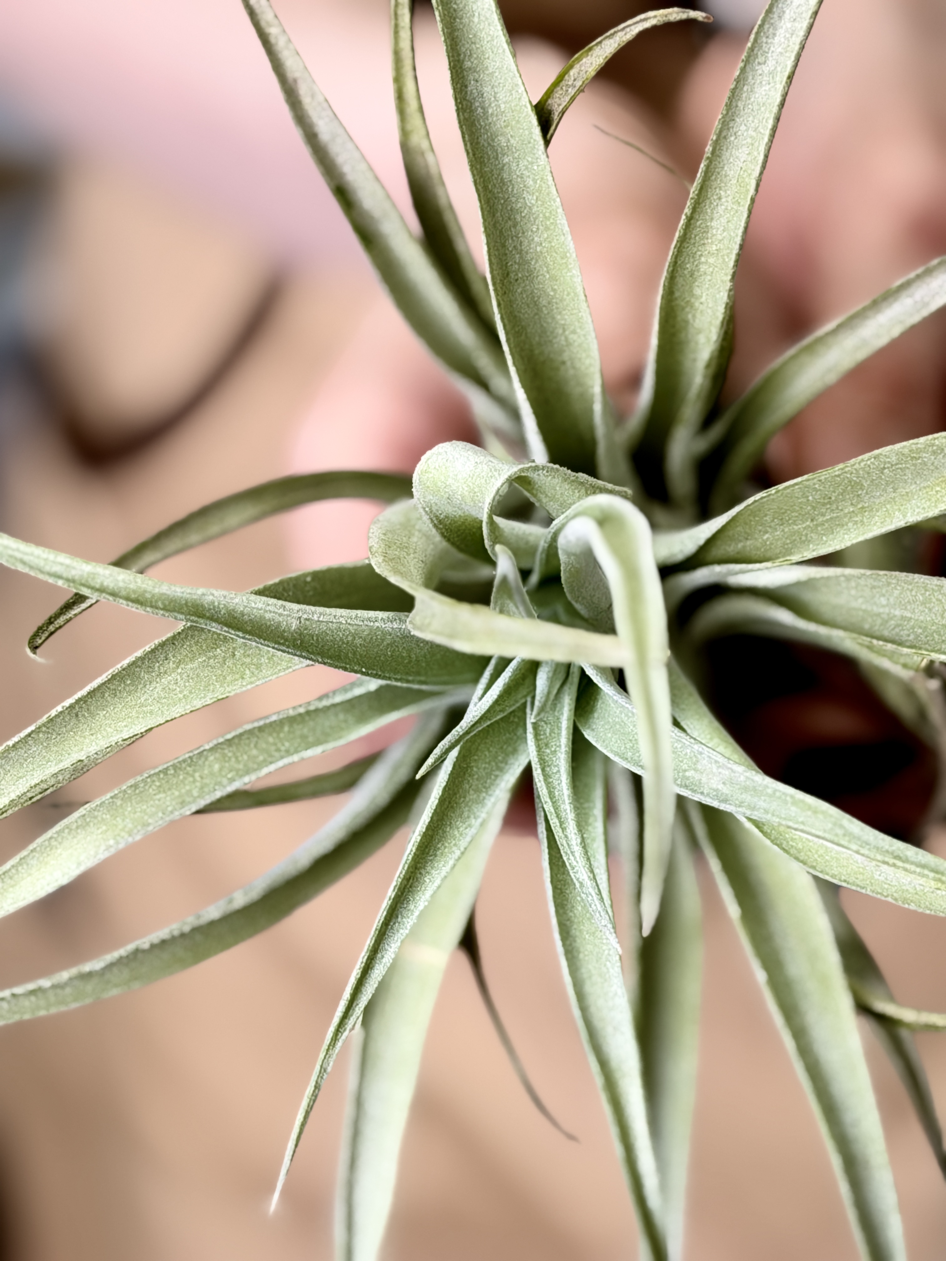 Тилландсия Грин Капитата XL (Tillandsia Green Capitata XL)