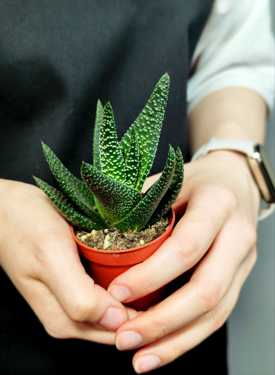 Гастералоэ Королевское Величество (Gasteraloe Royal Majesty) D5см