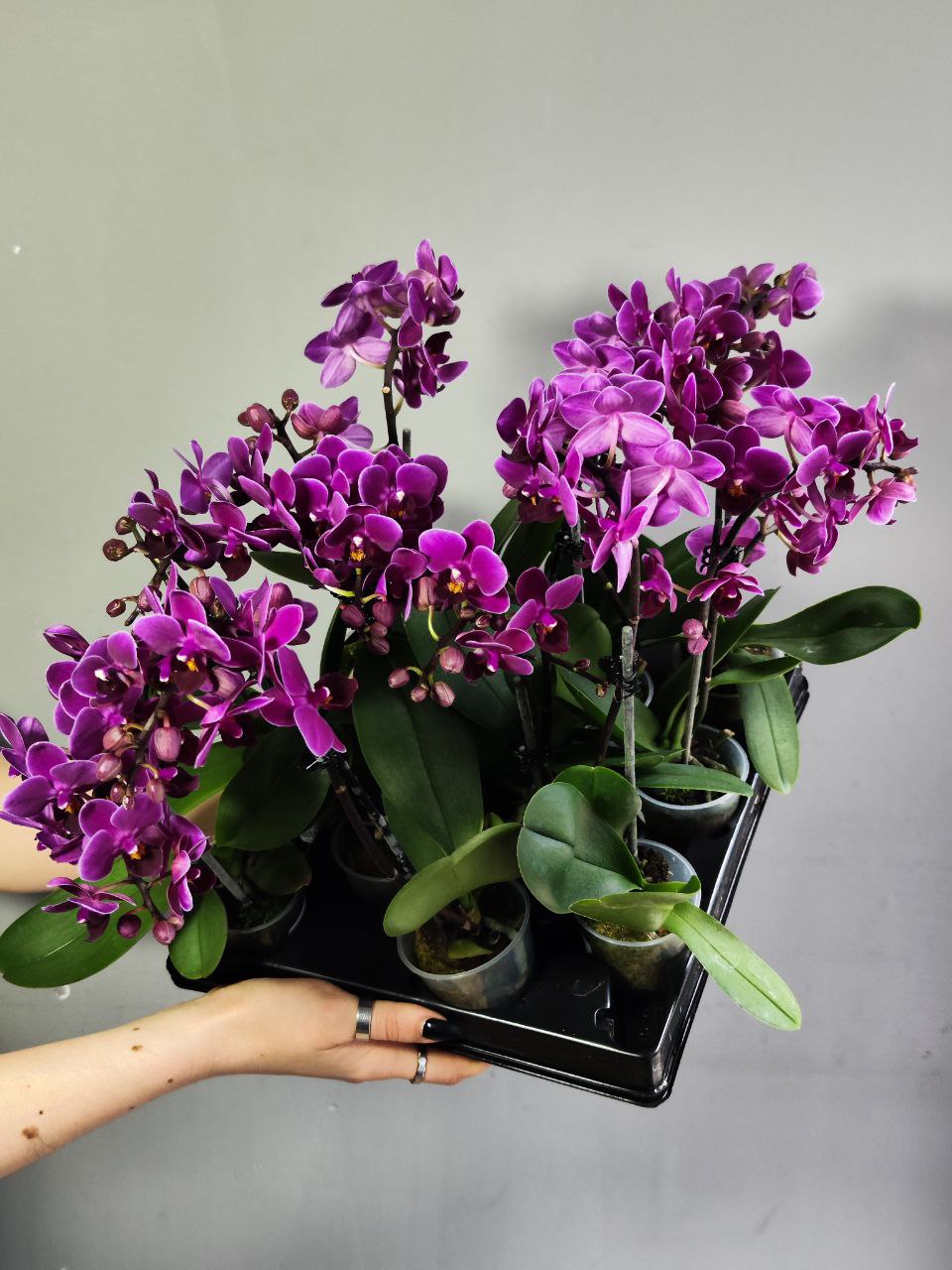 Орхидея Фаленопсис Мини Пурпурная (Phalaenopsis Multiflora) D6см