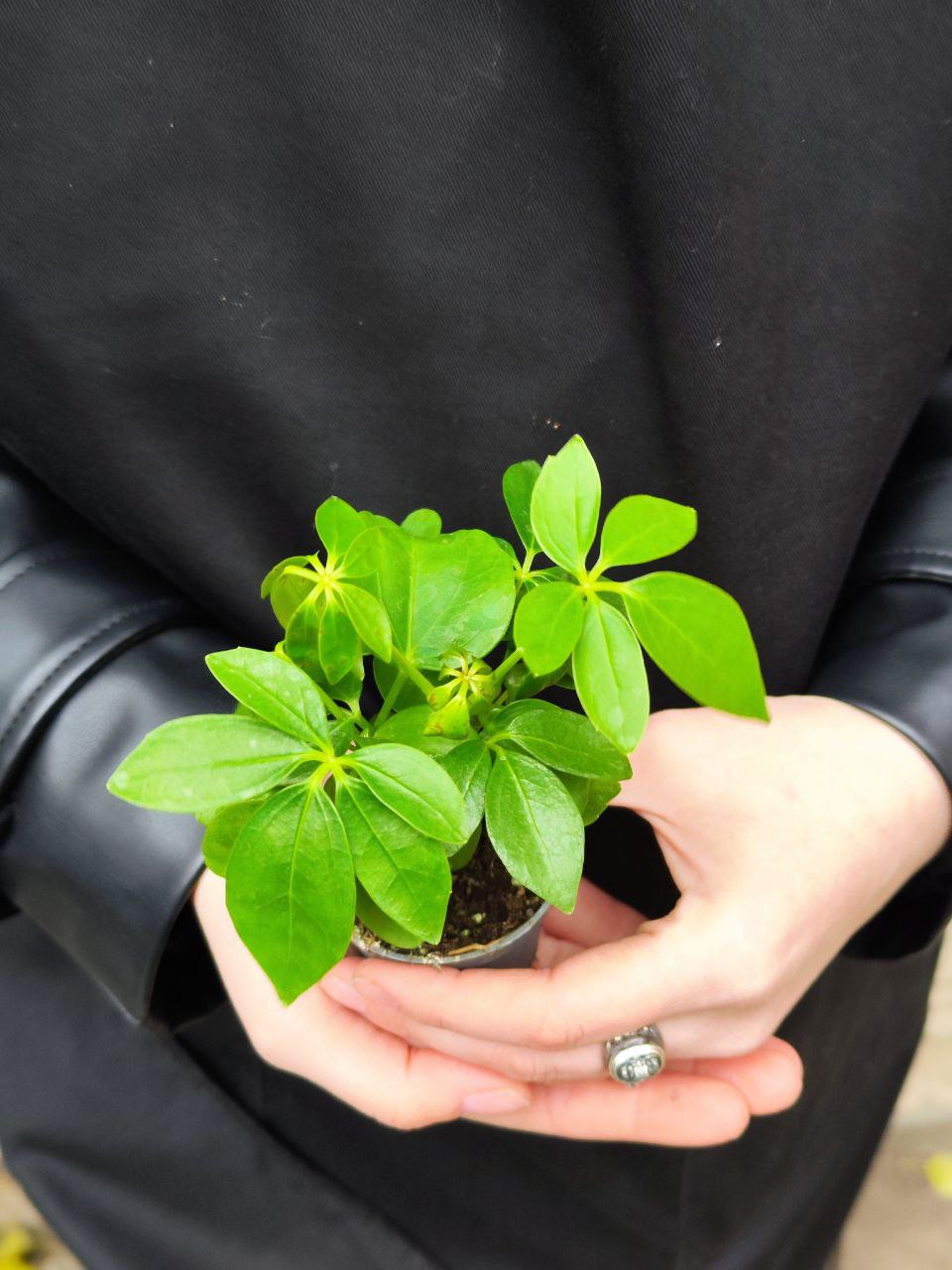 Шеффлера Древовидная Арборикола (Schefflera Arboricola) D6см