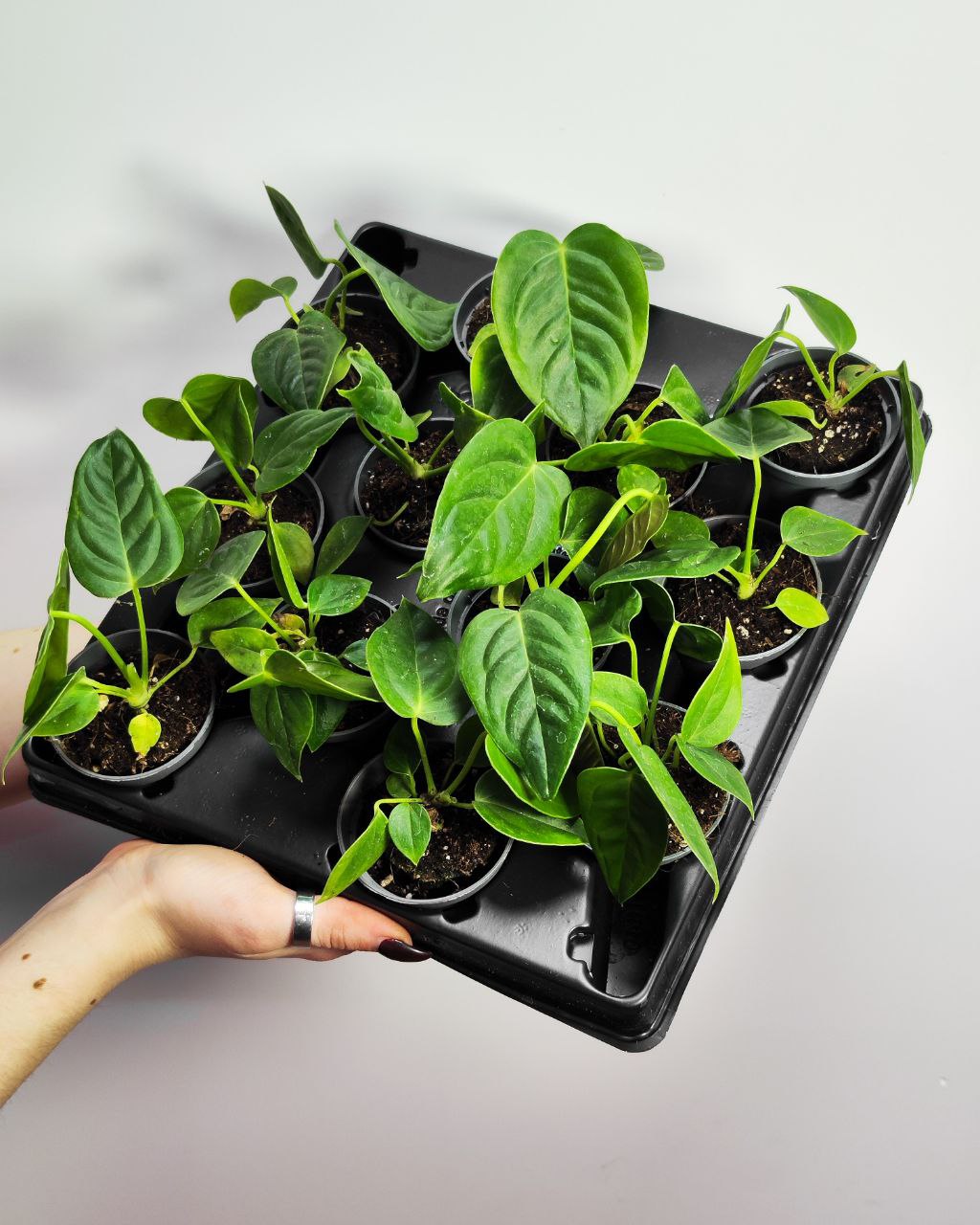Антуриум Вейча, или Король Антуриум (Anthurium Veitchii) D6см