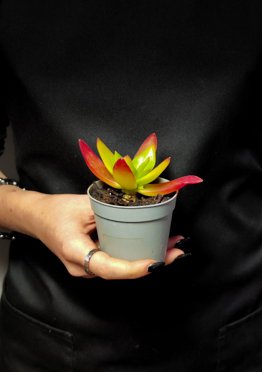 Крассула Капителла Кэмпфайер Ред (Crassula Capitella Campfire Red) D6,5см