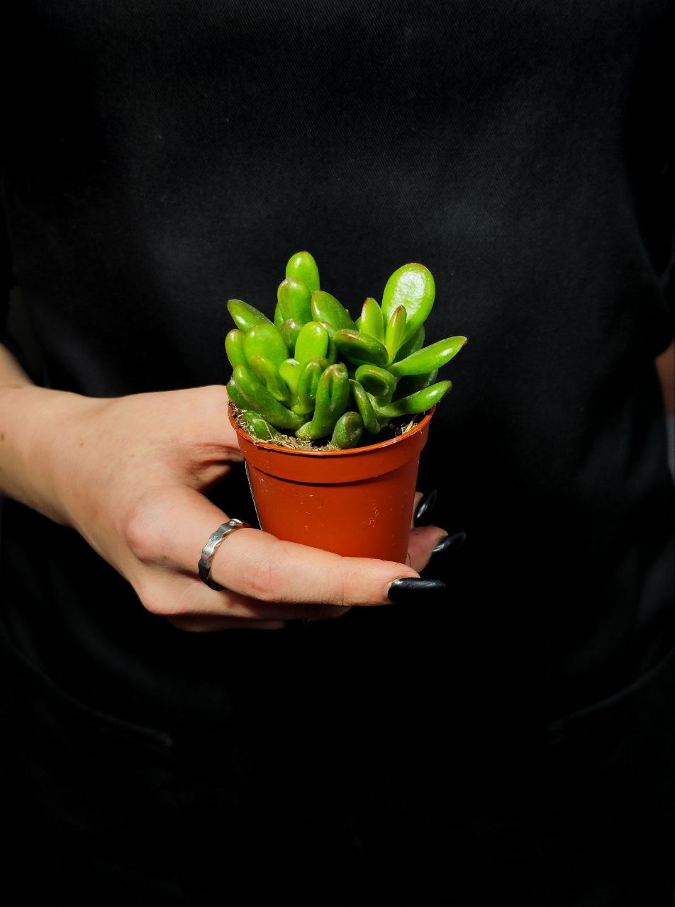 Крассула Конволюта (Crassula Convoluta) D5см