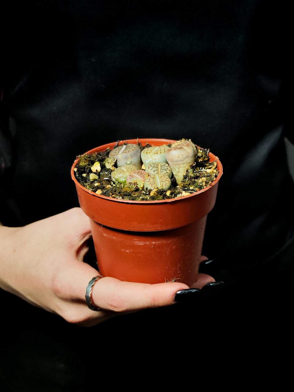 Литопс Микс (Lithops Mix) D8см
