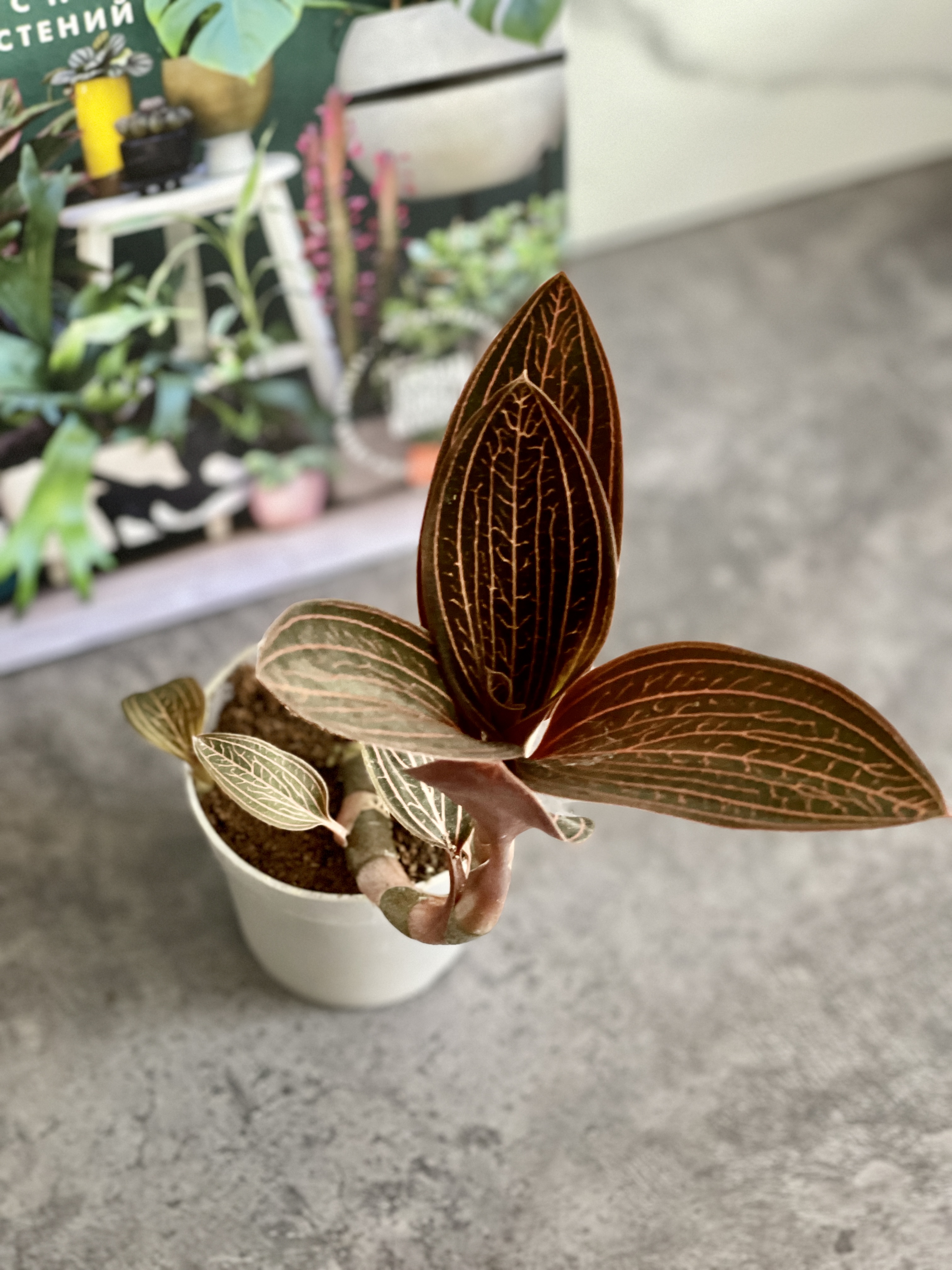 Орхидея Драгоценная Карма Руби (Jewel Orchid Karma Ruby) D7см