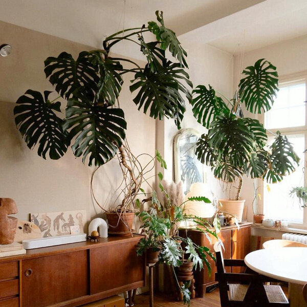 Монстера Деликатесная, или Монстера Делициоза (Monstera Deliciosa) D6см