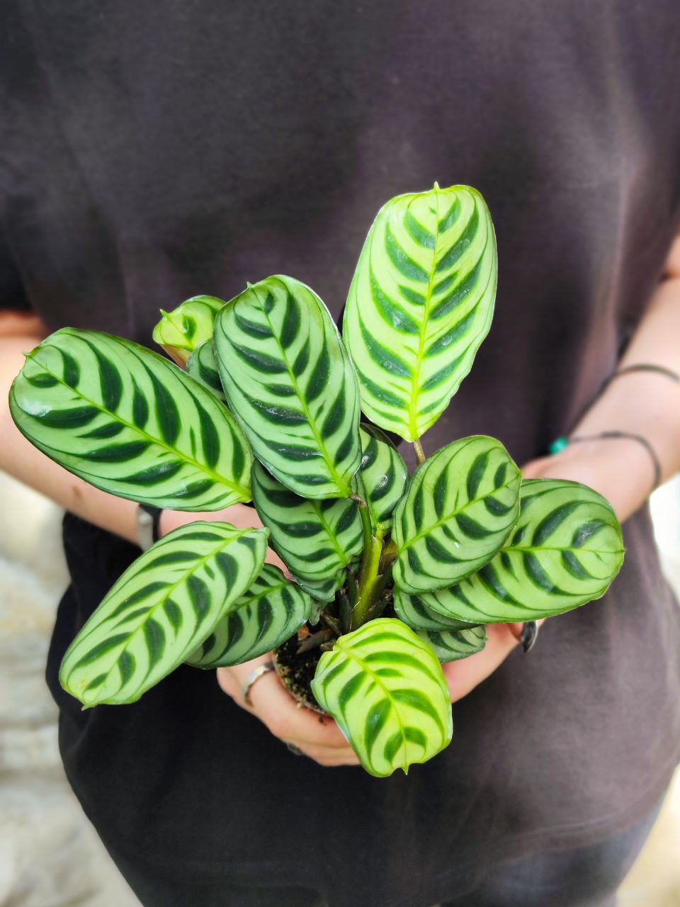 Маранта Беложилковая Амирабилис (Maranta Leuconeura Amabilis) D6см