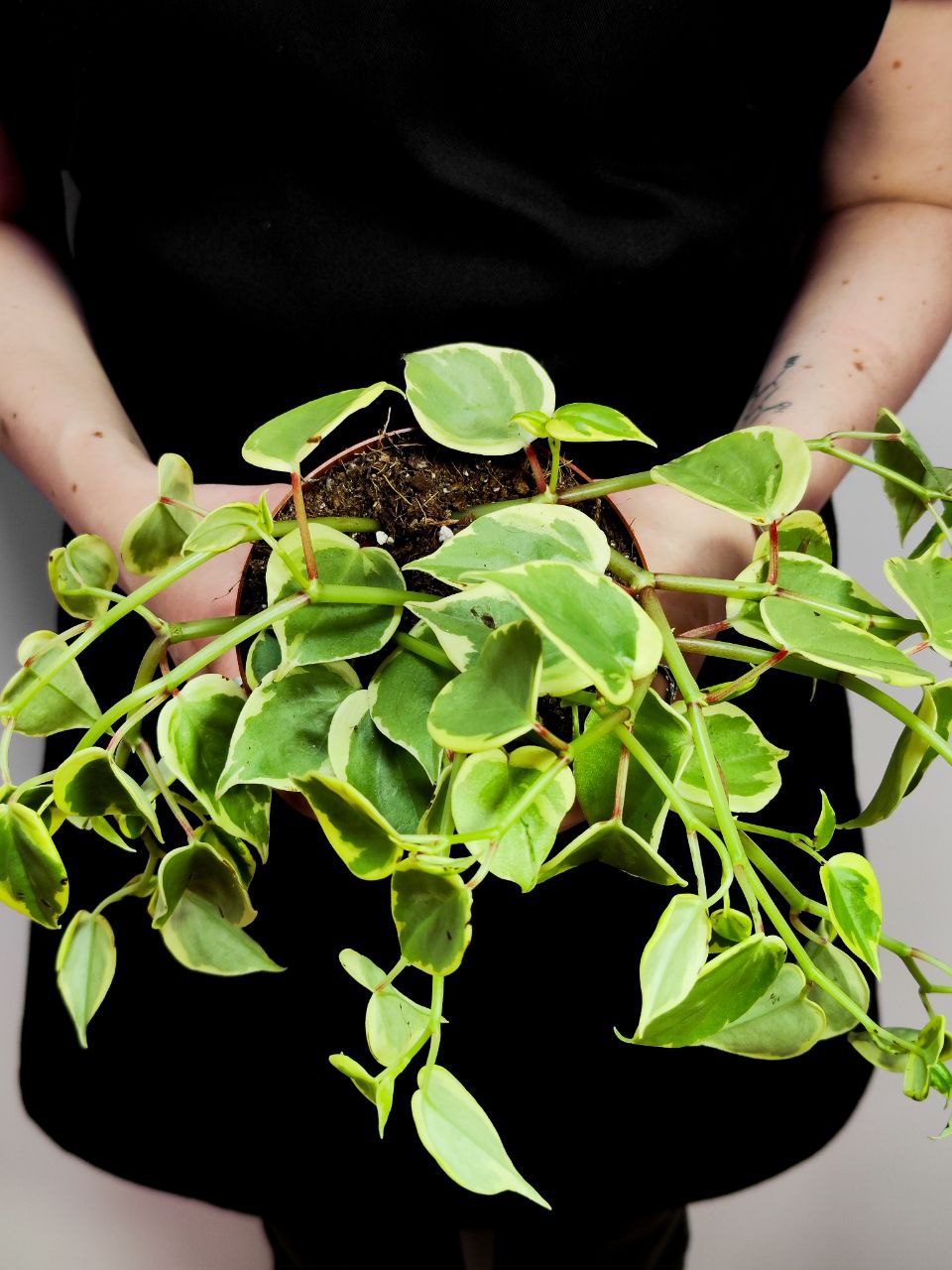 Пеперомия Сканденс Вариегата (Peperomia Scandens Variegata) D12см
