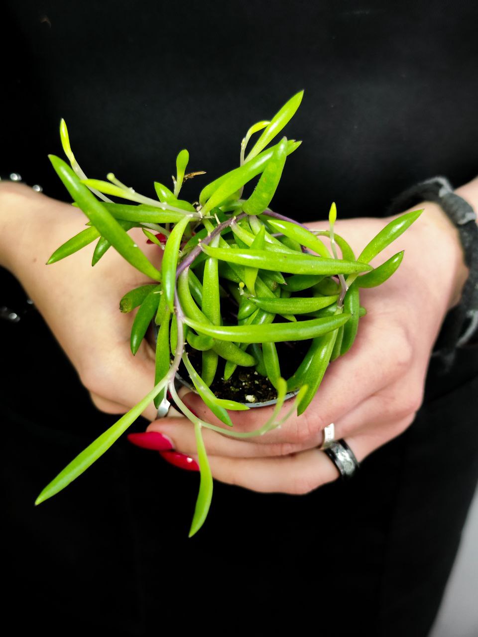 Крестовник Пурпл Флэш (Senecio Herreianus Purple Flush) D6см